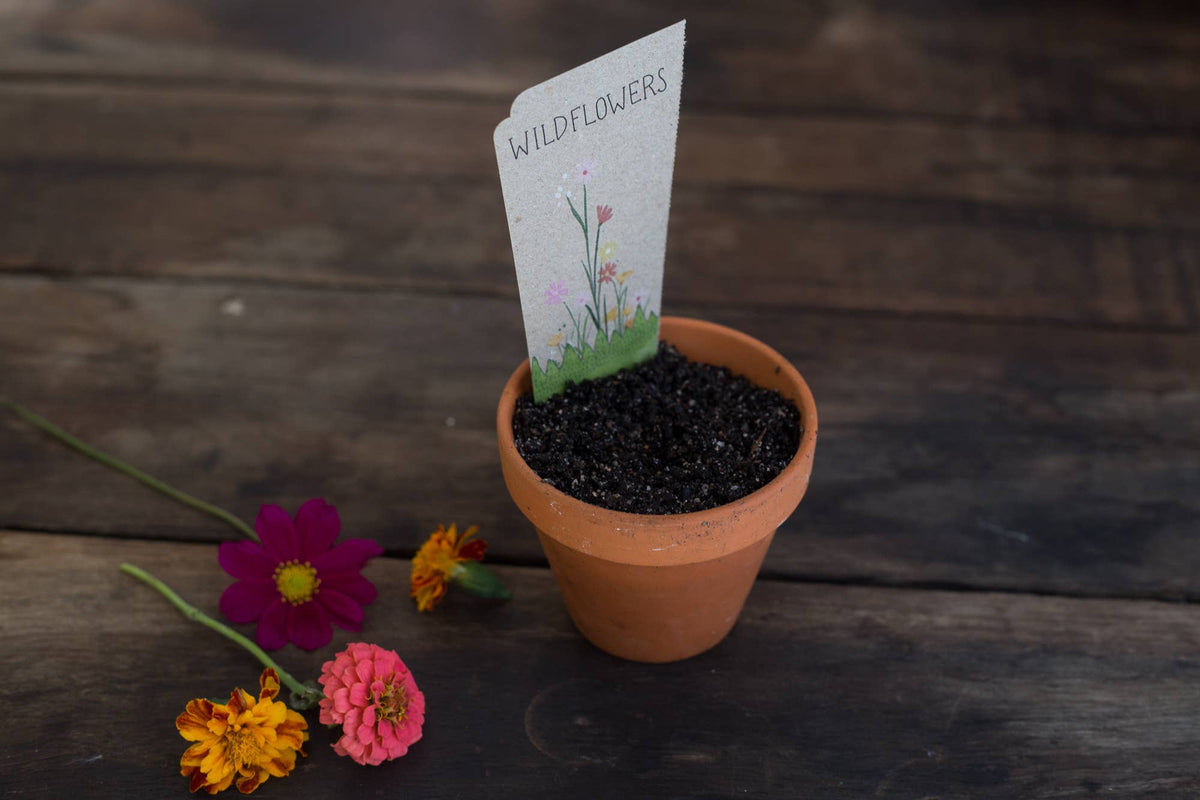 Wildflowers Gift of Seeds | Sow 'n Sow