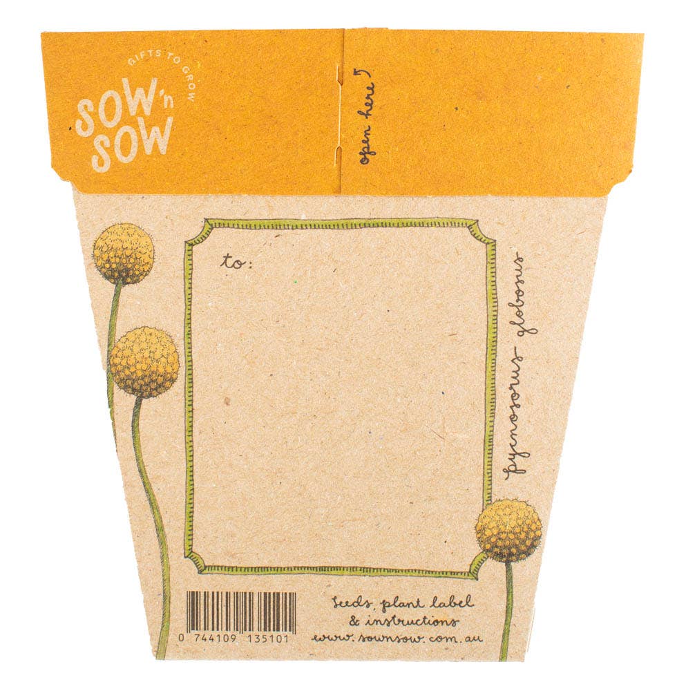 Billy Buttons Gift of Seeds | Sow 'n Sow