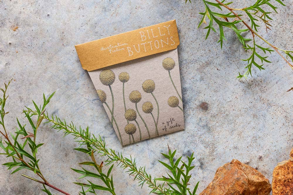 Billy Buttons Gift of Seeds | Sow 'n Sow