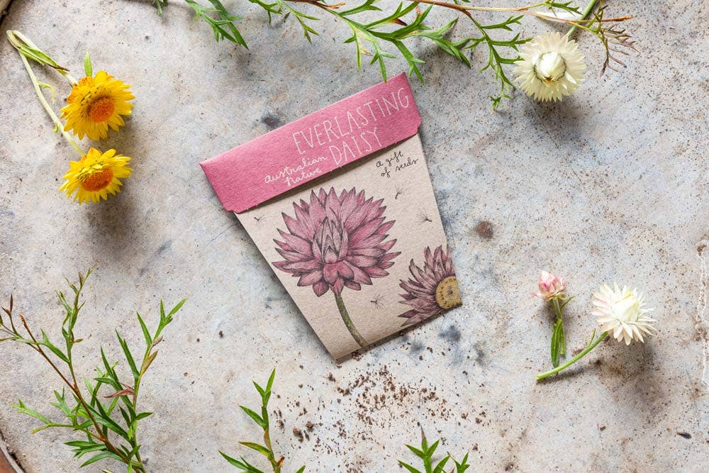 Everlasting Daisy Gift of Seeds | Sow 'n Sow