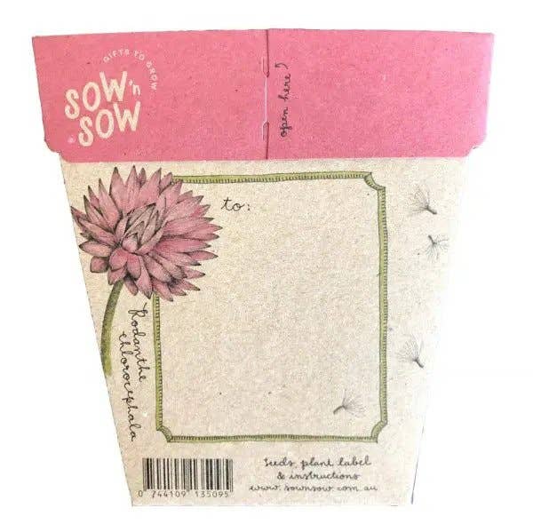 Everlasting Daisy Gift of Seeds | Sow 'n Sow