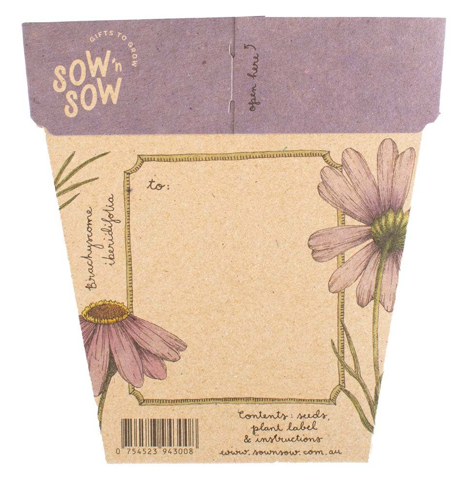 Swan River Daisy Gift of Seeds | Sow 'n Sow