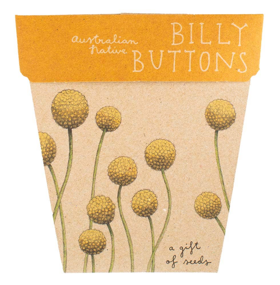 Billy Buttons Gift of Seeds | Sow 'n Sow