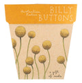 Billy Buttons Gift of Seeds | Sow 'n Sow