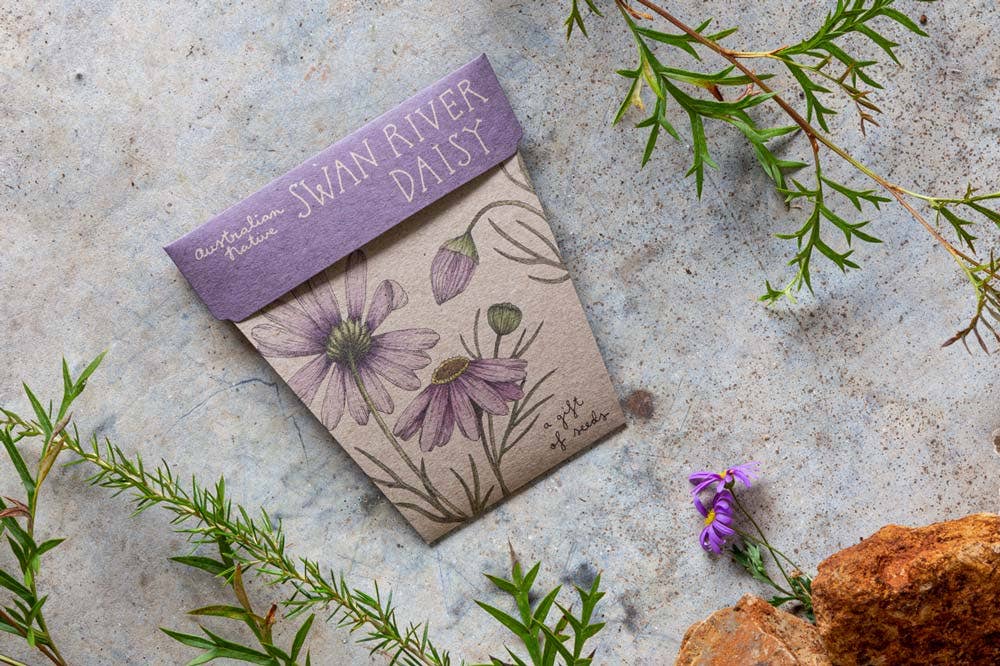 Swan River Daisy Gift of Seeds | Sow 'n Sow