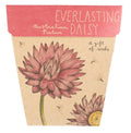Everlasting Daisy Gift of Seeds | Sow 'n Sow